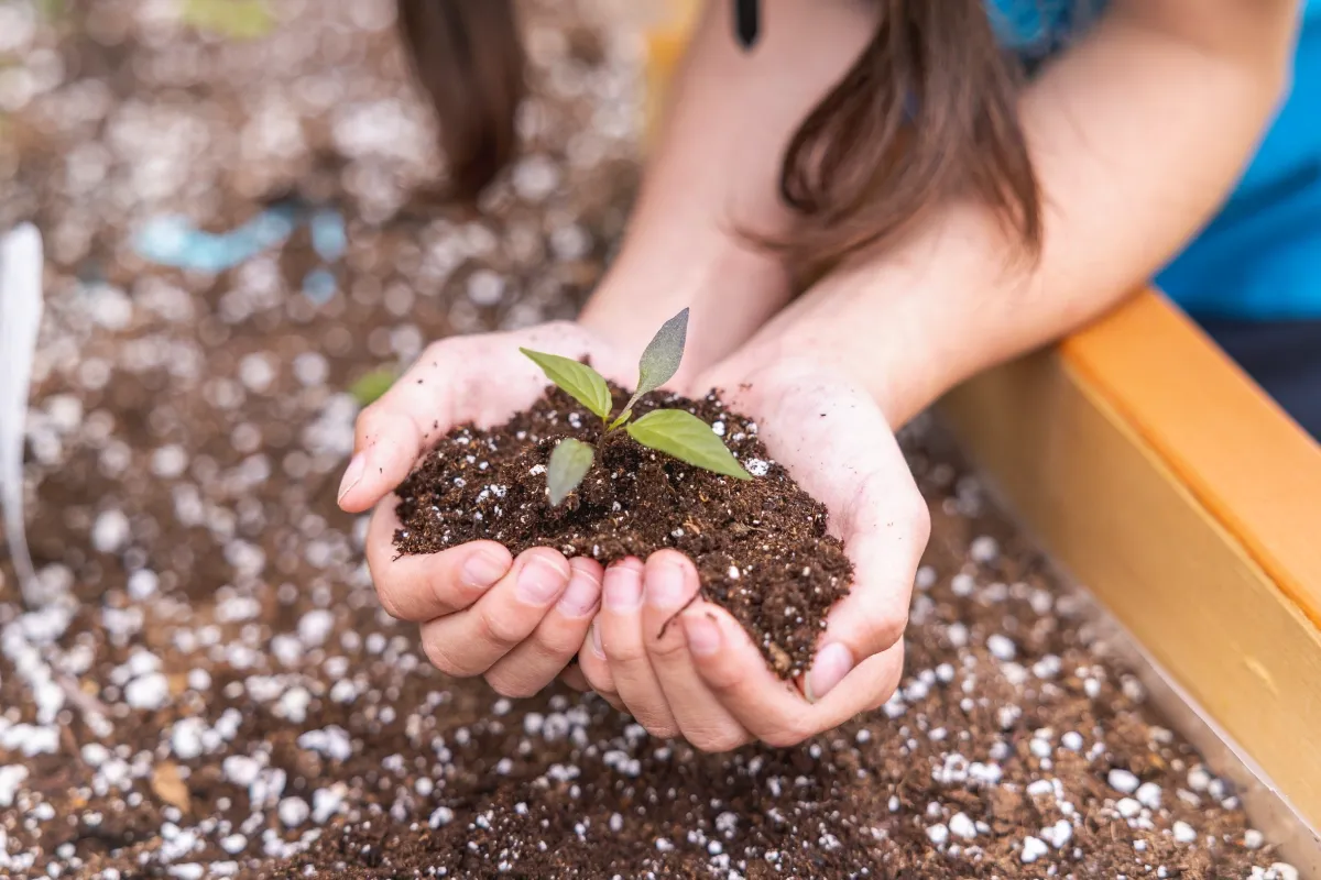 Hands of a young person hold a handful of dirt. In the dirt is a small plant sprouting.