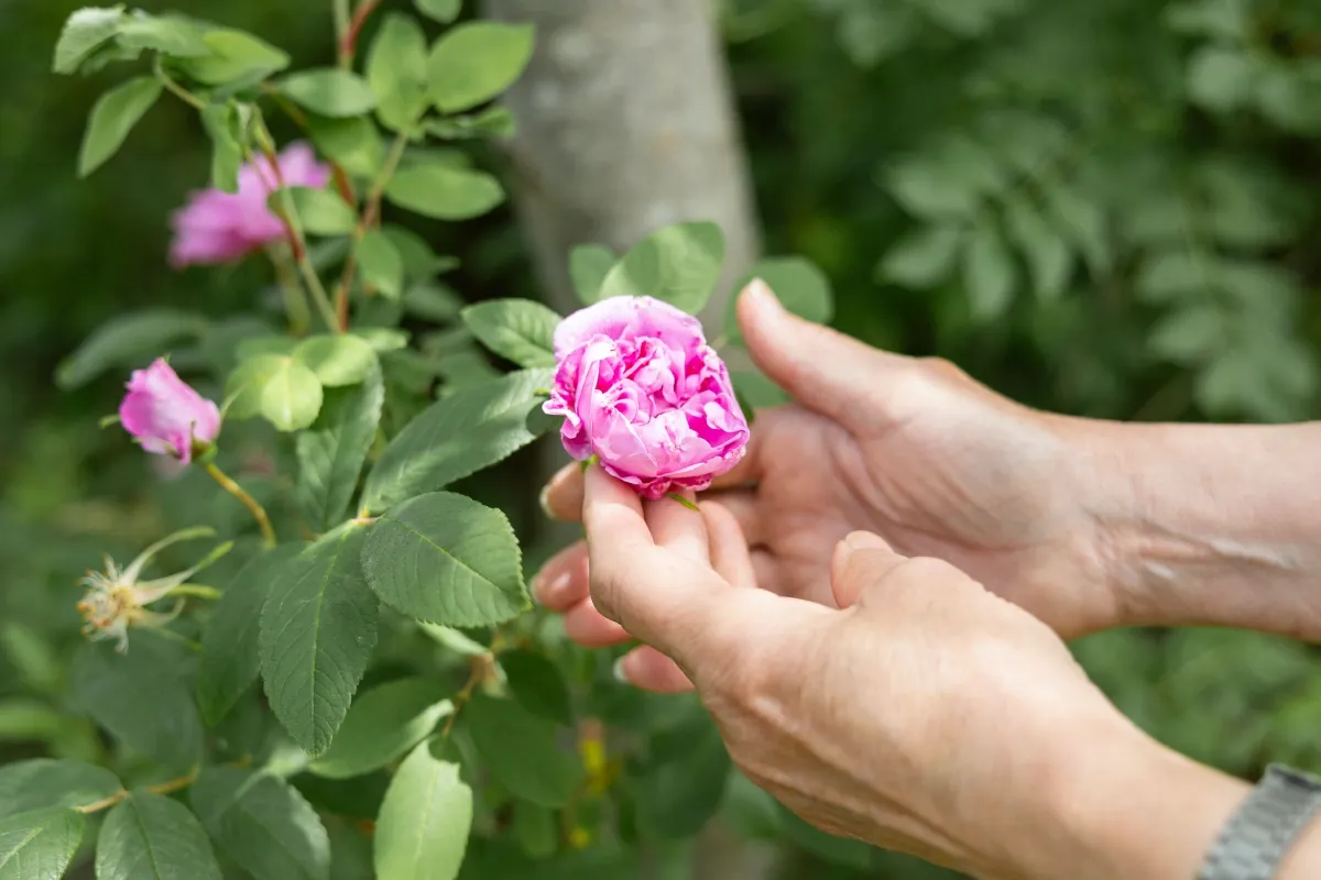 Two hands reach towards a rose that is budding on a rose bush.